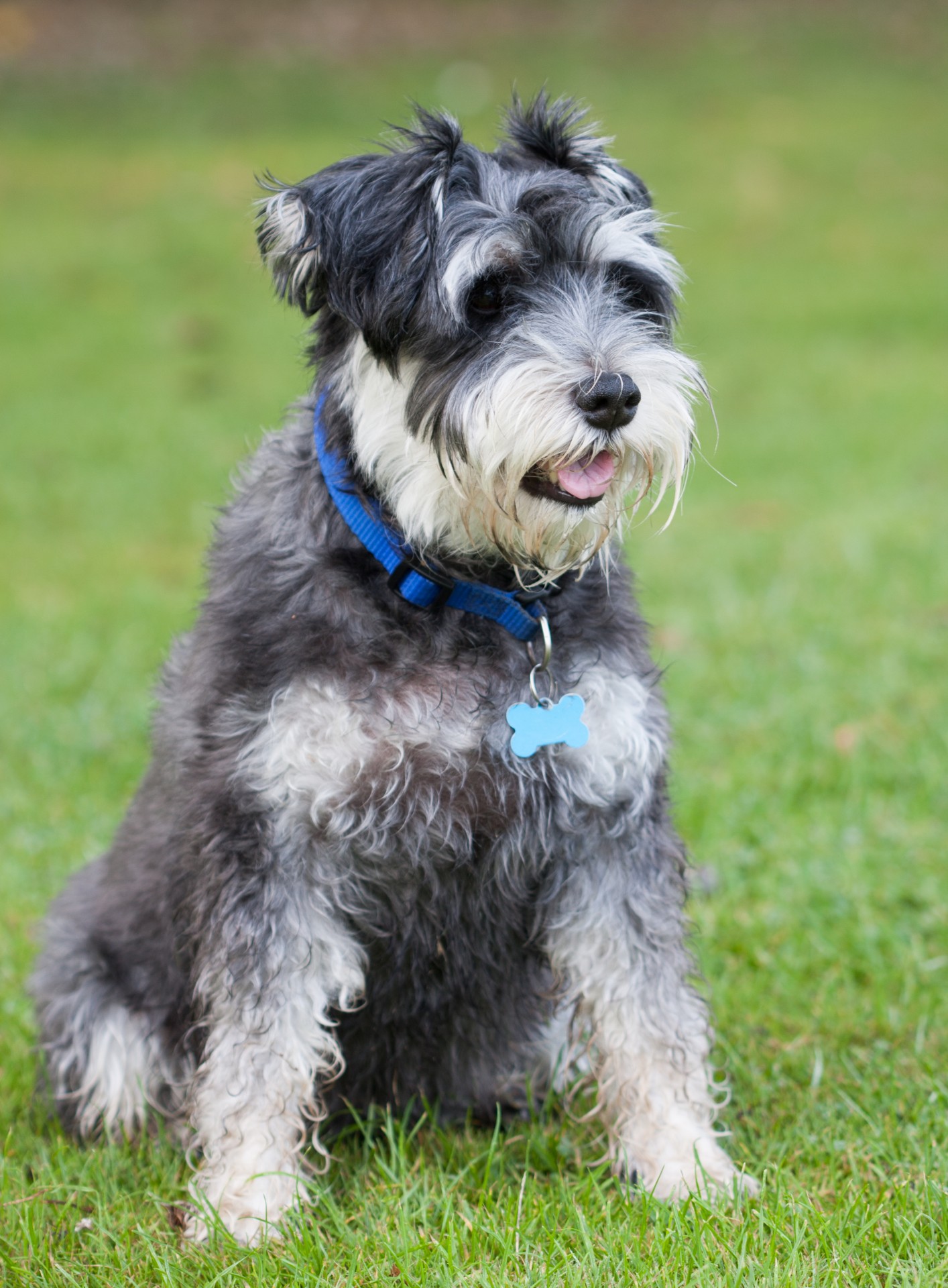 Styled dog
